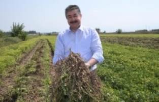 Yerli ve milli yerfıstığı çeşidi Ayşehanım yaygınlaşıyor