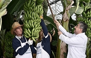Osmaniye OSB Muz Serasında İlk Hasat