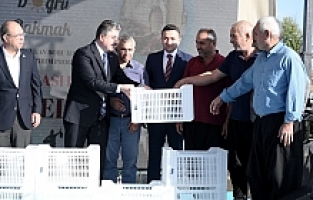 Zeytincilikte marka şehir