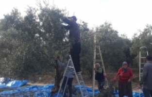 Osmaniye’de zeytin, çiftçilerin yüzünü güldürüyor 