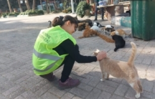Belediyeden sokak hayvanlarına mama desteği