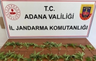 Adana'da mısır tarlasında 46 kök kenevir bulundu
