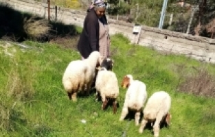 Kayıp koyunları, jandarma buldu