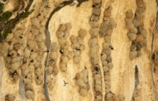 Kırlangıçların Çağlayancerit'te kayalara yaptıkları yuvalar depremde zarar görmedi