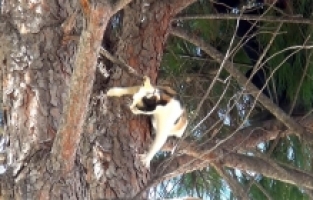 Ağaçta kedi kurtarma operasyonu