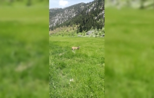 Antalya'da hareketsiz halde bulunan yaban keçisi tedavi edildi