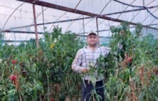 Antalya'da seralardaki 