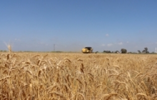 Çukurova'da hasadına başlanan buğdaydan 700 bin ton rekolte bekleniyor