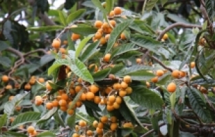 Erdemli'de yenidünya hasadı devam ediyor