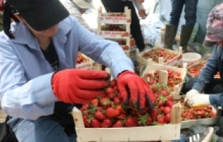 Hataylı çiftçiler çileğin hasadına başladı