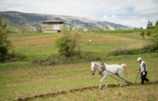 Kahramanmaraş'ın engebeli arazileri atlarla sürülüyor