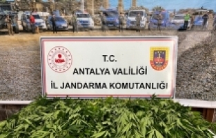 Kepez'de 268 kök Hint keneviri ele geçirildi