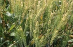 Kozan'da 100 bin ton buğday rekoltesi bekleniyor