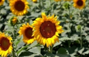 Osmaniye'de ayçiçeği ekim alanı genişliyor