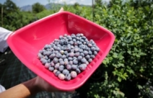 Saksılarda üretilerek ihracatı da yapılan mavi yemişe talep artıyor
