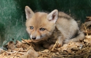Yol işçilerinin bulduğu tilki yavrusu koruma altına alındı