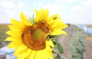 Adana'da üreticiler verilen desteklerle bal üretimini artırıyor