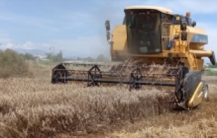 Aksu'da arpa ve buğday hasadı yağışlar nedeniyle geç başladı
