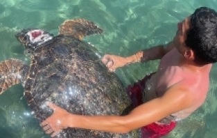 Alanya'da deniz kıyısında yaralı bulunan caretta caretta tedavi ediliyor