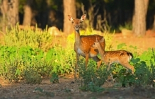 Yılın ilk alageyik yavruları