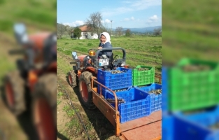 Antalya'da girişimci kadın, ürettiği kuşkonmazı yurt dışına da ihraç ediyor
