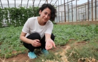 Antalya'da yüksek sıcaklık ve kuraklığa dayanıklı nohut türü geliştirildi