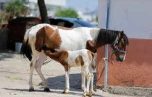 Antalyalı girişimci eşek sütünden sonra at ve deve sütü üretimine yöneldi