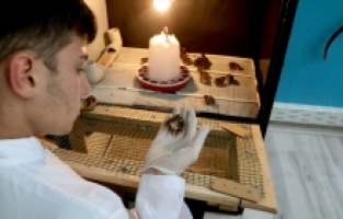 Burdur'daki tarım lisesi hayvancılık alanında da yetkin bireyler yetiştiriyor