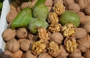 Çağlayancerit cevizi AB coğrafi işaret belgesiyle tescillendi