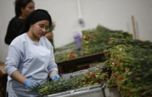 Çiçek sektörü bu yıl 170 milyon dolarlık ihracat hedefliyor