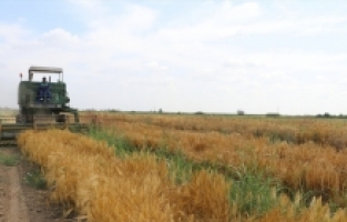 Doğu Akdeniz Tarımsal Araştırma Enstitüsü yeni buğday ve arpa çeşitleri geliştirdi