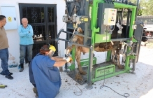 Döşemealtı'nda büyükbaş hayvanların tırnak bakımları yapıldı