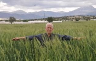 Elmalı'da son yağışlar çiftçileri memnun etti