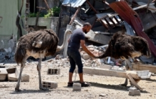 Enkaza dönen mahallesinde depremden kurtarıp tedavi ettirdiği deve kuşlarına bakıyor