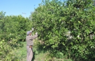 Finike'de portakal ve nar ağacı budama fiyatları belirlendi