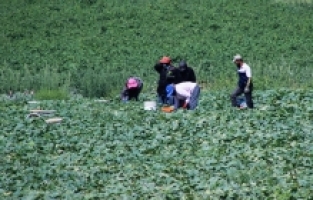 Hatay'da açık alanda salatalık hasadı başladı
