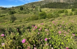 Isparta'daki gül bahçelerinde hasadın son günleri yaşanıyor