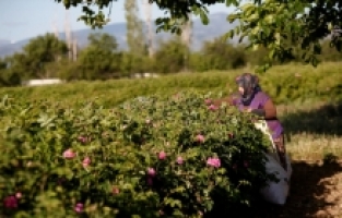 Isparta'da bütün emekler, 4 ton gülden 1 kilogram yağ elde etmek için