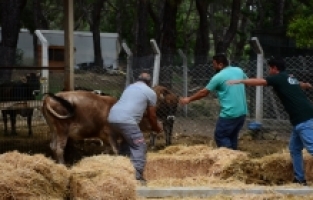 Kaçan kurbanlığı uzun süre kovalayıp “kurban“ etmeyin