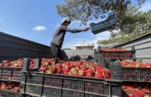 Kahramanmaraş'ta markalaşma hazırlığındaki “Türkoğlu çileği“nde hasat başladı