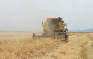 Kahramanmaraş'ta arpa ve buğday hasadı başladı