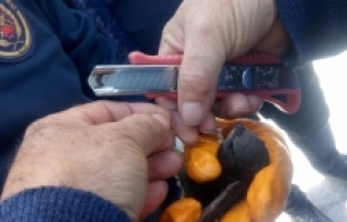 Kahramanmaraş'ta ayağına ip dolanan kırlangıcı itfaiye kurtardı