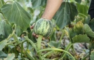 Kahramanmaraş'taki konteyner çarşı, kuruyemişçinin enkazındaki ürünlerle yeşerdi