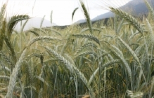 Korkuteli ve Elmalı ilçelerinde ekilen buğdaylar filizlendi