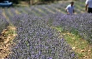 Köyündeki taşlık araziyi lavanta bahçesine dönüştürdü