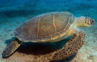 Kumsalda kilometrelerce yürüyüp caretta caretta yuvalarını kayıt altına alıyorlar