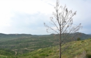 Manavgat'ta yanan ormanlık alanlarda yeşeren fidanlar 50 santimetreye ulaştı