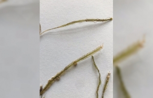 Marmara Denizi'nde tespit edilen “katil yosun“un yeni rotası Karadeniz olabilir