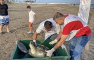 Mersin'de 2 yeşil deniz kaplumbağası denize bırakıldı