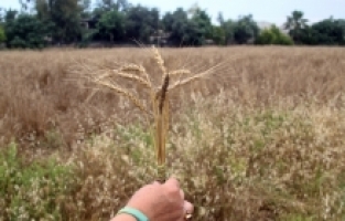 Mersin'de belediye işçilerinin ektiği karakılçık buğdayı hasat edildi
